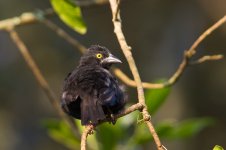 Viellot's black weaver Bigodi swamp.jpg