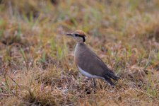 Temminck's courser Queen Elizabeth NP.jpg