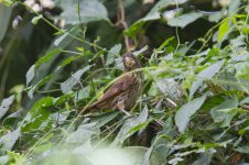 Thick-billed weaver Kibale.jpg