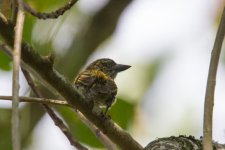 Speckled tinkerbird Bigodi swamp.jpg