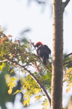 Red-headed malimbe Bigodi swamp.jpg