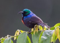 Red-chested sunbird Entebbe.jpg