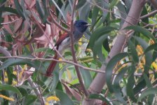 IMG_4067 Amur Paradise Flycatcher @ RDBT.JPG