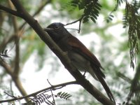 IMG_4070 Amur Paradise Flycatcher @ RDBT.JPG