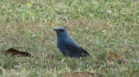 IMG_4075 Blue Rock Thrush pandoo @ RDBT.JPG