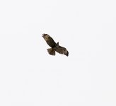 Common Buzzard _G9A6323.JPG