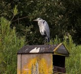 Grey Heron _G9A6874.JPG