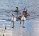 Mute Swan _G9A6751.JPG