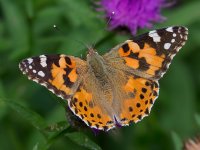 Painted Lady _G9A6410.JPG