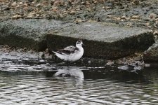 Upton Nov 2015 Red Necked Phalarope - U. 012 (1024x684).jpg