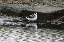 Upton Nov 2015 Red Necked Phalarope - U. 013 (1024x684).jpg