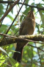 passerine_doilang_march2014.jpg