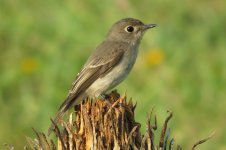 IMG_3948 Asian Brown Flycatcher @ RDBT.JPG