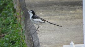 IMG_3934 Black-backed Wagtail @ RDBT.JPG