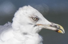 Larus Spiros beach 26sep2015_U1A1204small head.jpg