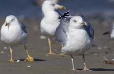 Larus spiros beach 26sep2015_U1A1414smaller.jpg