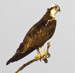 Pandion haliaetus_Osprey_01.jpg