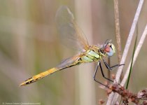 Red-veined Darter_Felbrigg Park_James Lowen_27-09-15-0040 copy.JPG