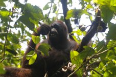 orangutan cleaning teeth.JPG