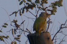 Grey-headed Woodpecker.jpg