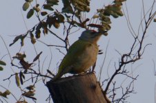 Grey-headed Woodpecker (3).jpg