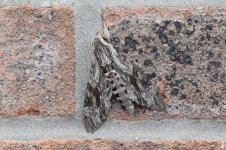 Convolvulus Hawkmoth.jpg