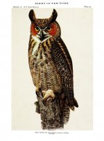 Great horned owl.jpg