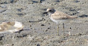 IMG_3224 Greater Sandplover @ Shui Hau.JPG