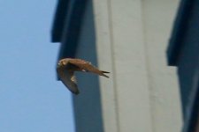 Eurasian Kestrel.jpg