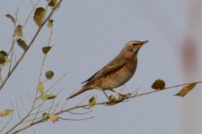 Eyebrowed Thrush.jpg