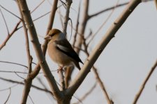 Hawfinch.jpg