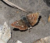 ardechskipper web2a.jpg