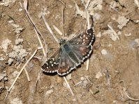 Vanoise skipper reduced size.jpg