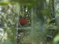 blue-banded pitta front on.JPG