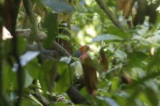 blue-banded pitta.JPG