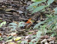 blue headed pitta female.JPG