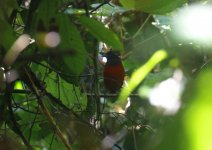 black headed pitta2.JPG