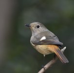 daurian redstart F lamma HK D7200 300PF_DSC9358.jpg