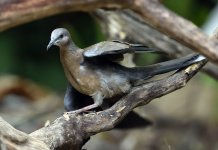 spotted dove lamma HK D7200 300PF_DSC9342.jpg