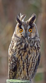 Long-eared-Owl.jpg