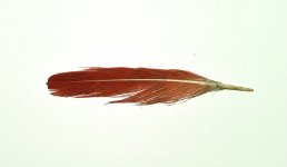 feather red.jpg