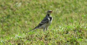 IMG_3990 White Wagtail Sp. @ RDBT.JPG