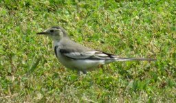 IMG_4020 White Wagtail ssp. @ RDBT.JPG