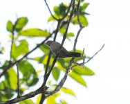 Mexican Flycatcher ID.jpg