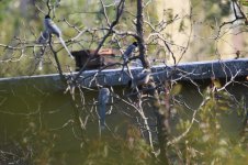 Azure-winged Magpie.jpg