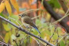 Red-flanked Bluetail.jpg