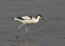 pied avocet DB MP D7200 200-500mm_DSC0940.jpg