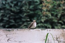 820619-Spotted-Flycatcher,-East-Lodge-web.jpg