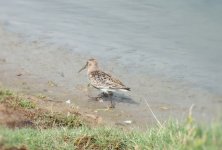 twitter dunlin DSCF0421 (2).jpg