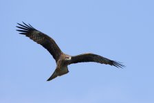 black kite lamma HK D7200 iso400 200-500mm 750mm_DSC0850.jpg